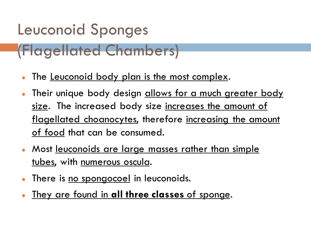 Leuconoid Sponges (Flagellated Chambers)
