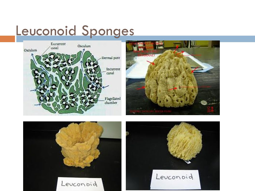 Leuconoid Sponges