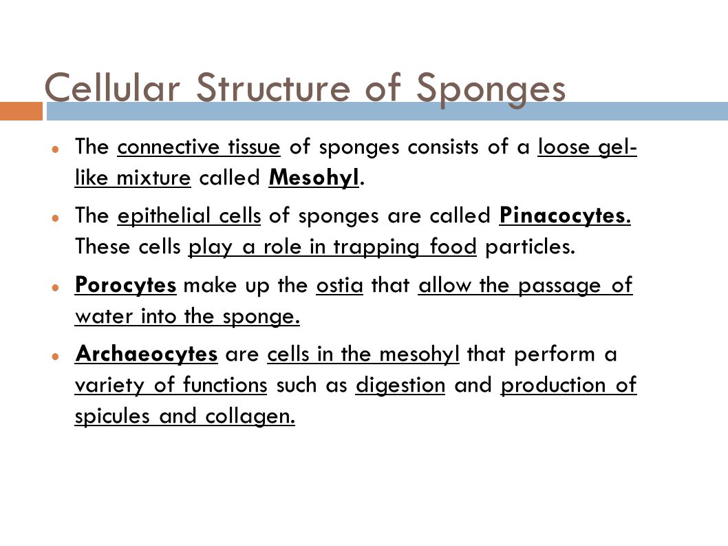Cellular Structure of Sponges