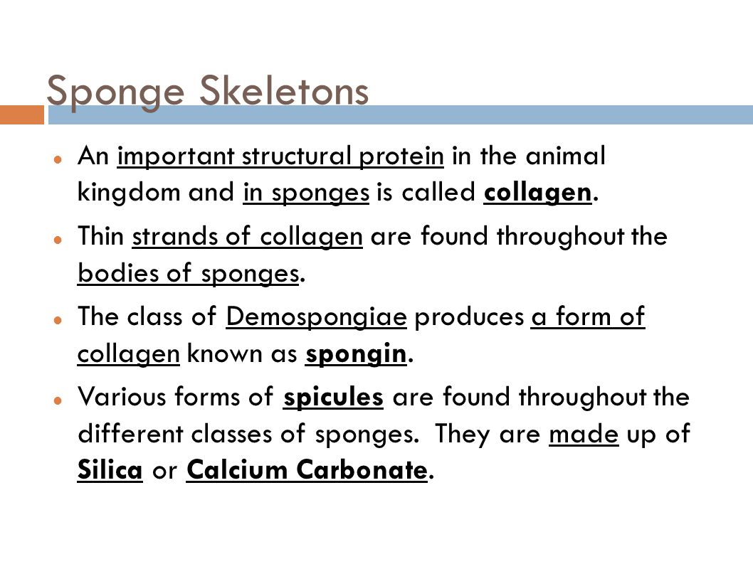 Sponge Skeletons An important structural protein in the animal kingdom and in sponges is called collagen.