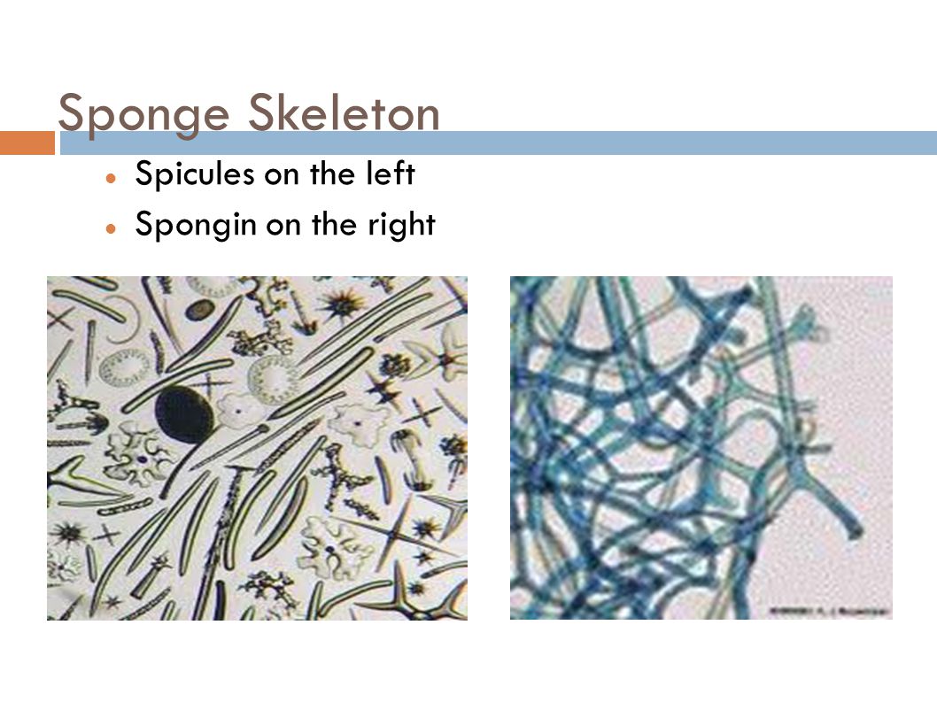 Sponge Skeleton Spicules on the left Spongin on the right