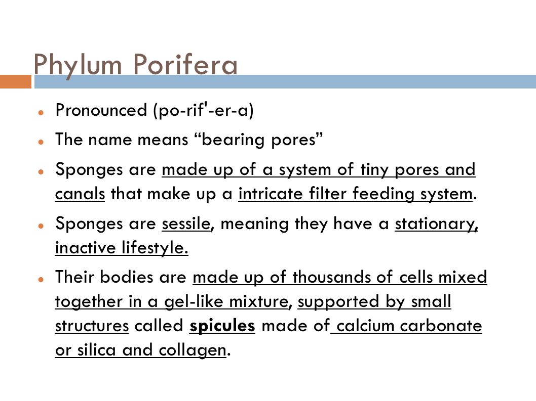 Phylum Porifera Pronounced (po-rif -er-a)