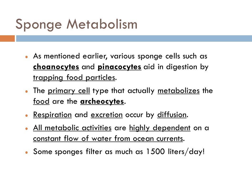 Sponge Metabolism As mentioned earlier, various sponge cells such as choanocytes and pinacocytes aid in digestion by trapping food particles.