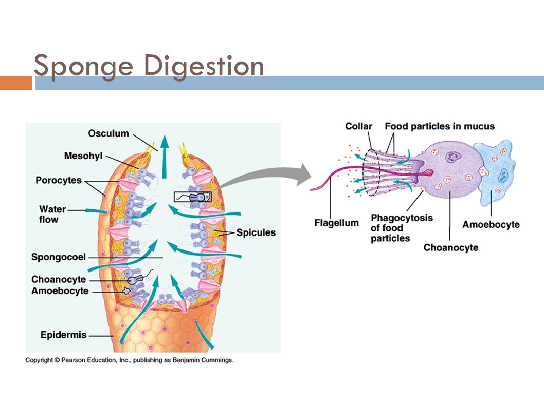 Sponge Digestion
