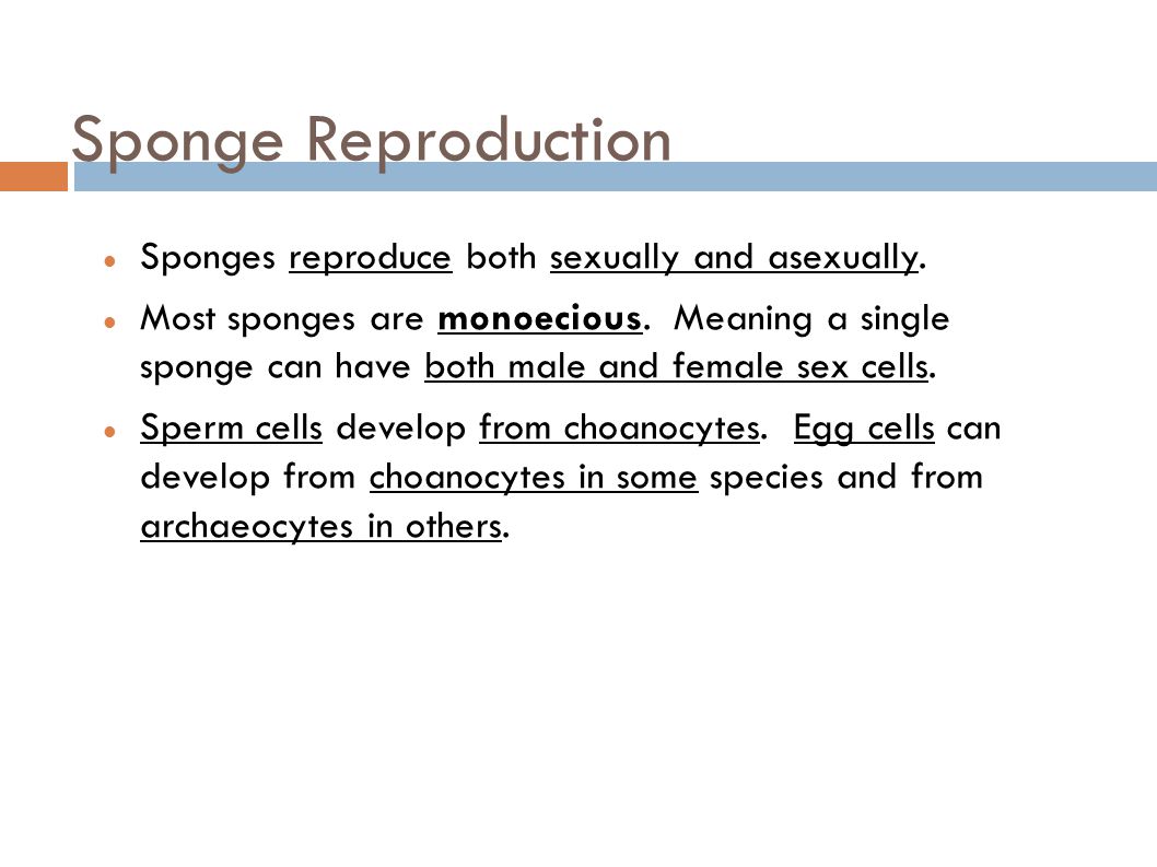 Sponge Reproduction Sponges reproduce both sexually and asexually.
