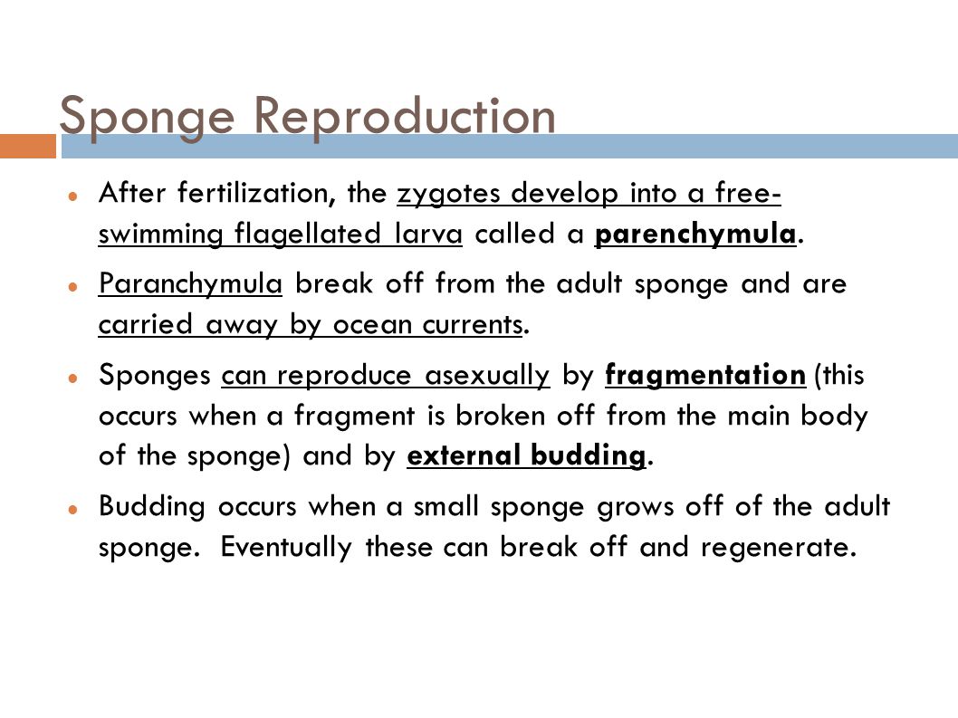Sponge Reproduction After fertilization, the zygotes develop into a free- swimming flagellated larva called a parenchymula.