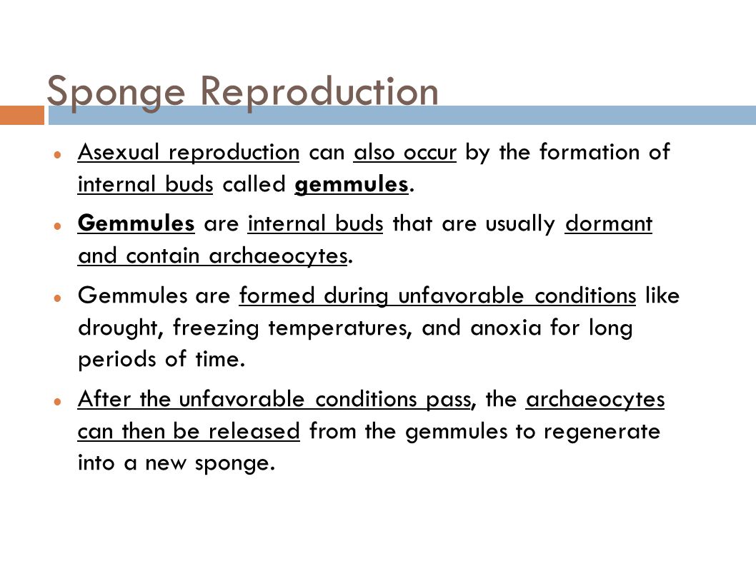 Sponge Reproduction Asexual reproduction can also occur by the formation of internal buds called gemmules.