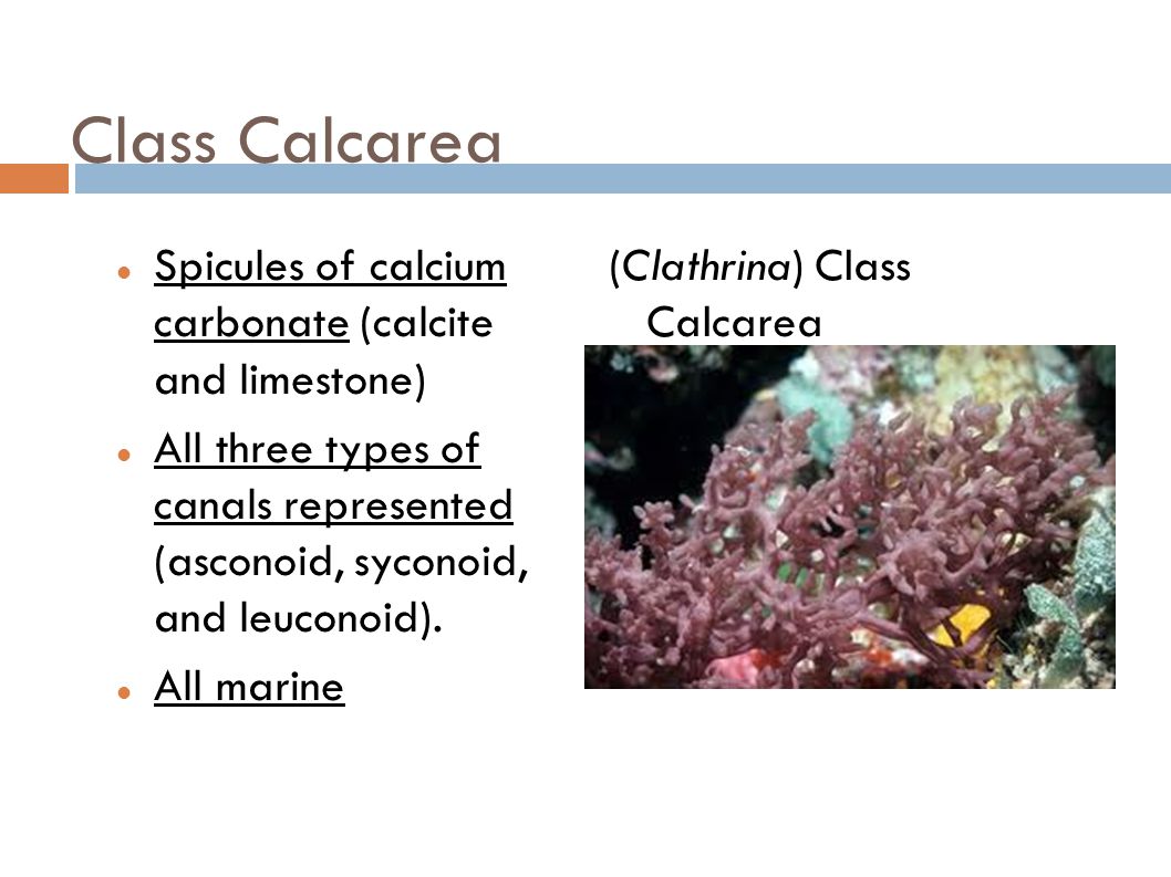 Class Calcarea Spicules of calcium carbonate (calcite and limestone)