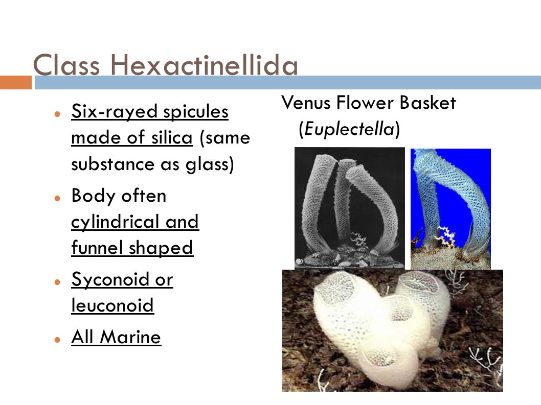 Class Hexactinellida Venus Flower Basket (Euplectella)