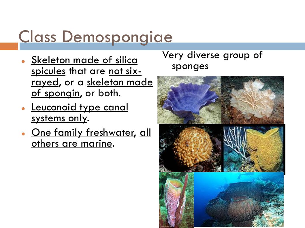 Class Demospongiae Very diverse group of sponges