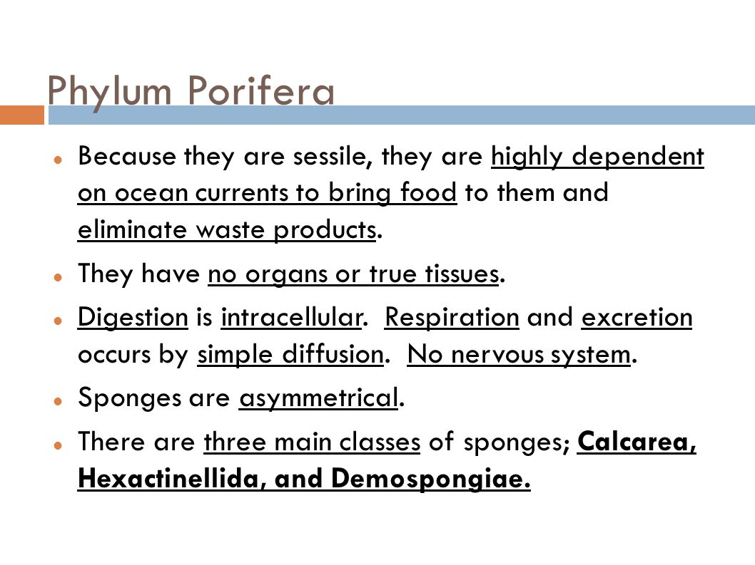 Phylum Porifera Because they are sessile, they are highly dependent on ocean currents to bring food to them and eliminate waste products.