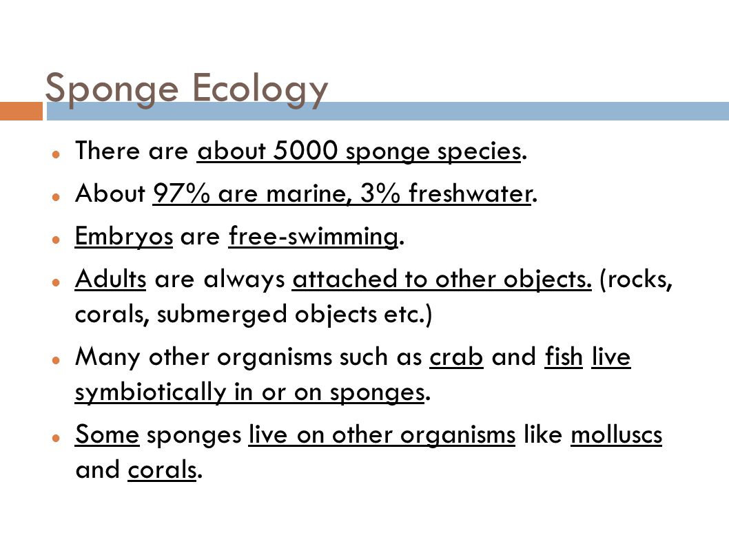 Sponge Ecology There are about 5000 sponge species.
