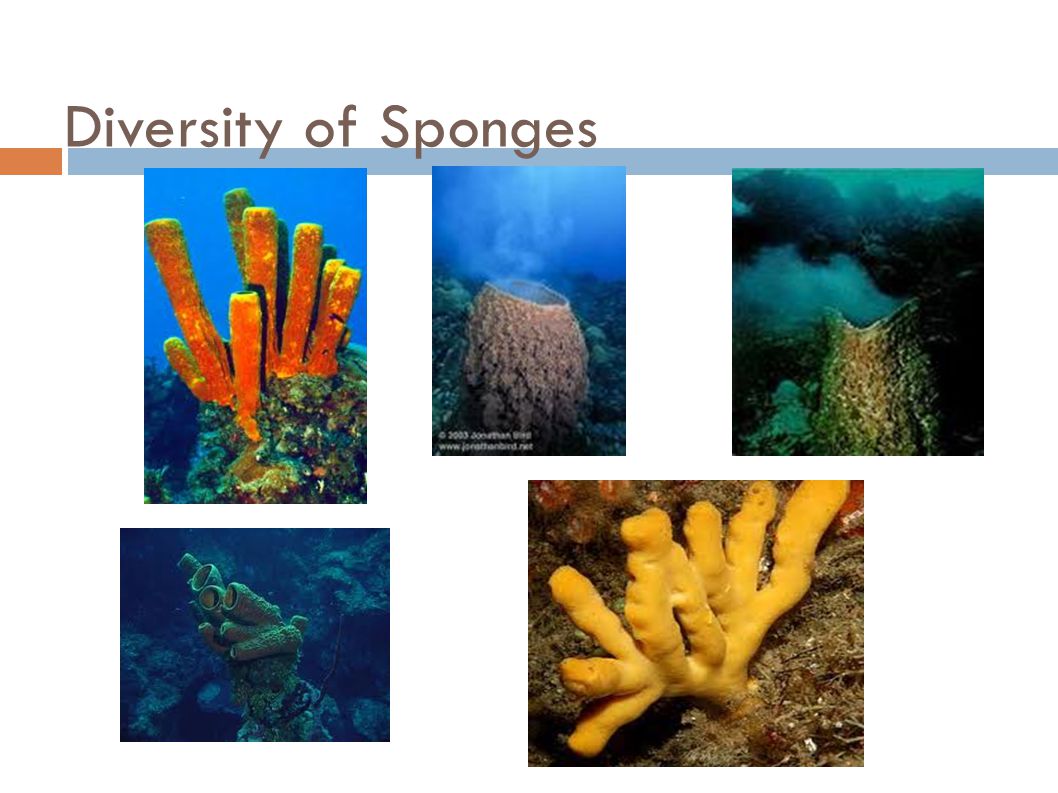 Diversity of Sponges