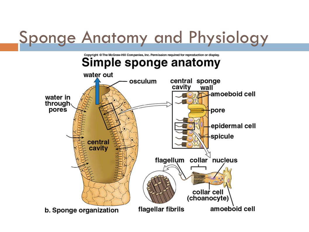 Sponge Anatomy and Physiology