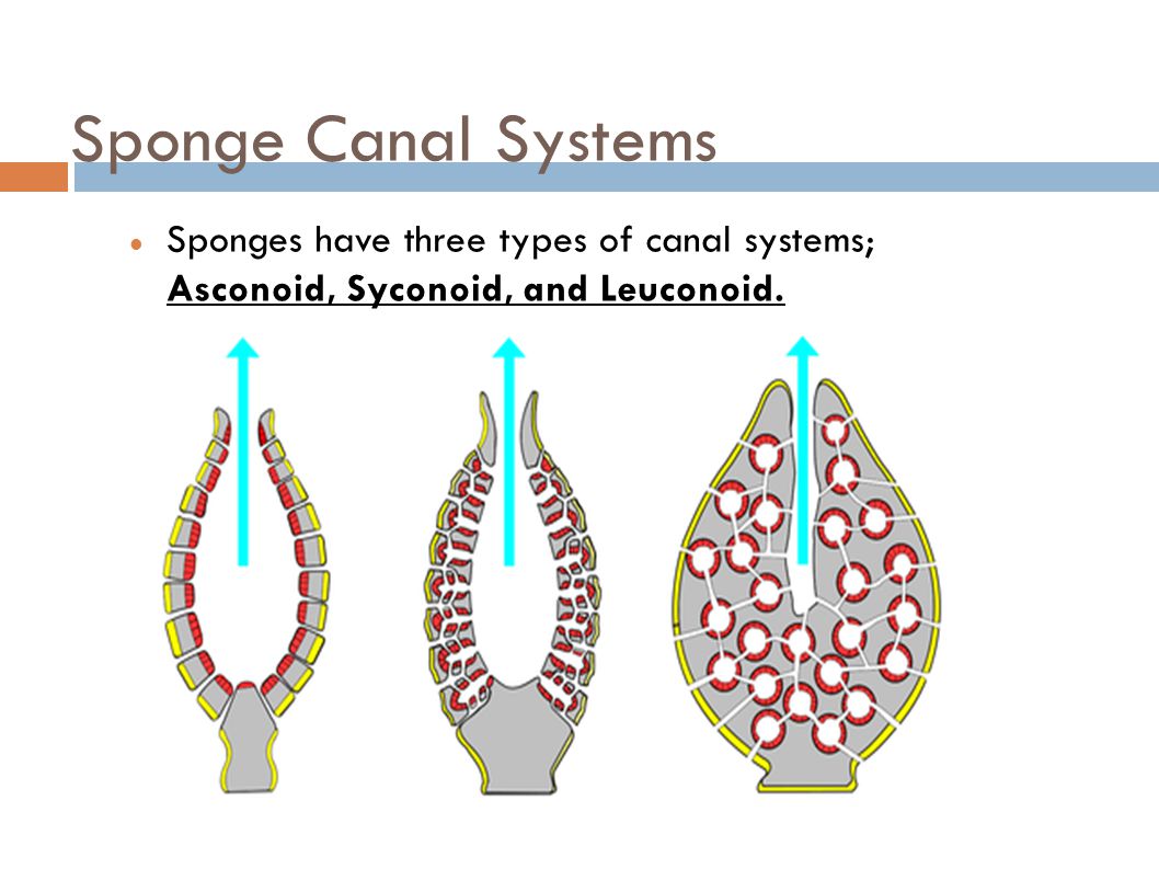 Sponge Canal Systems Sponges have three types of canal systems; Asconoid, Syconoid, and Leuconoid.