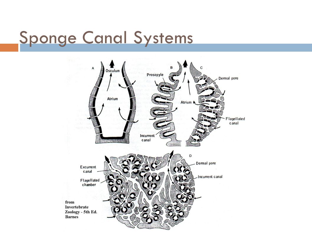 Sponge Canal Systems