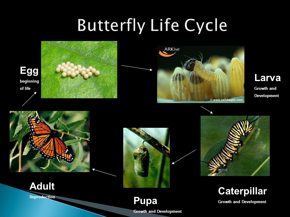 Butterfly Life Cycle Egg Larva Adult Caterpillar Pupa beginning