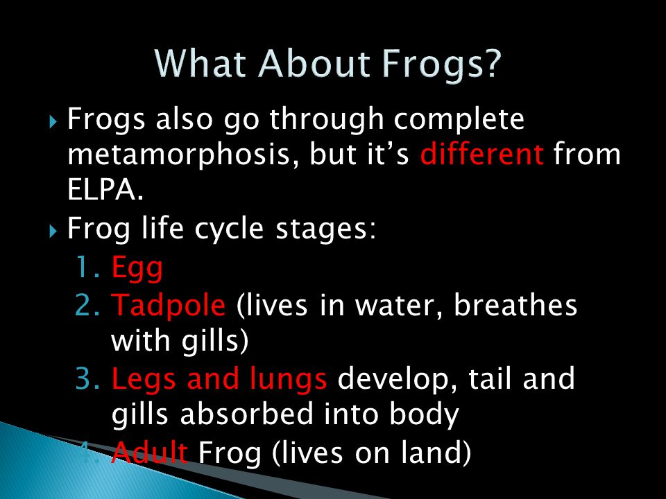 What About Frogs Frogs also go through complete metamorphosis, but it’s different from ELPA. Frog life cycle stages:
