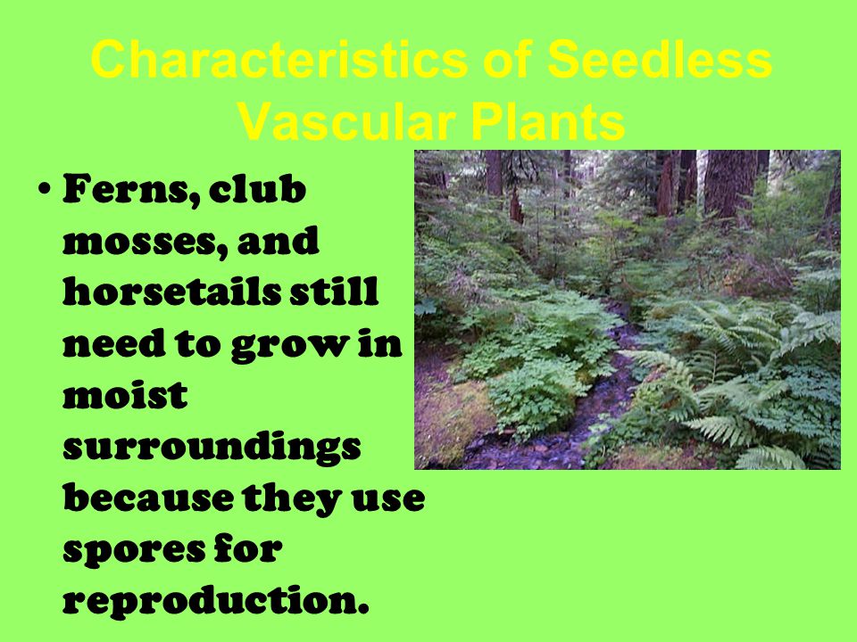 Characteristics of Seedless Vascular Plants