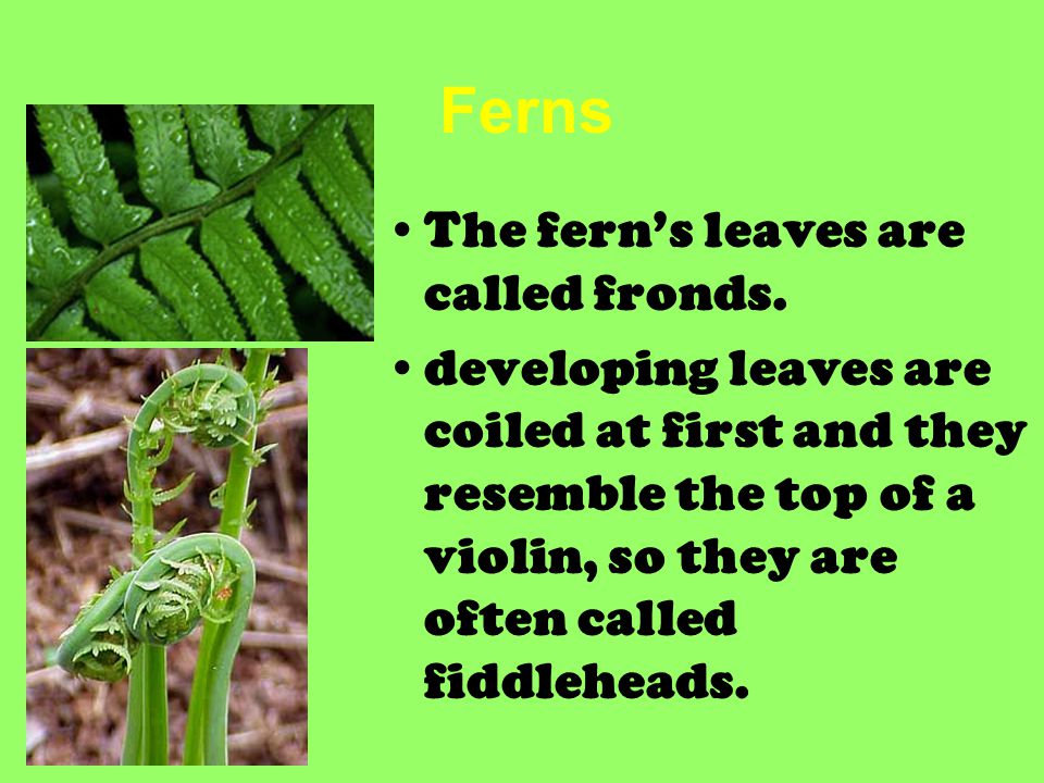 Ferns The fern’s leaves are called fronds.