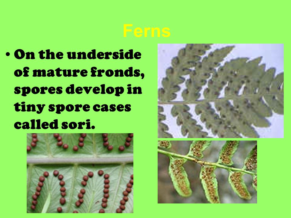 Ferns On the underside of mature fronds, spores develop in tiny spore cases called sori.