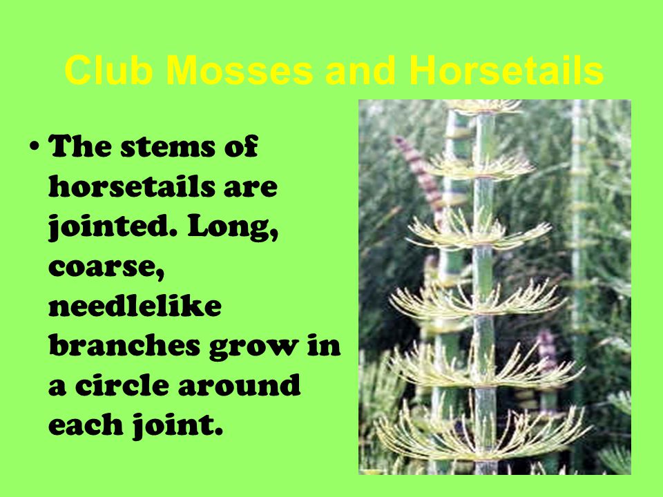 Club Mosses and Horsetails