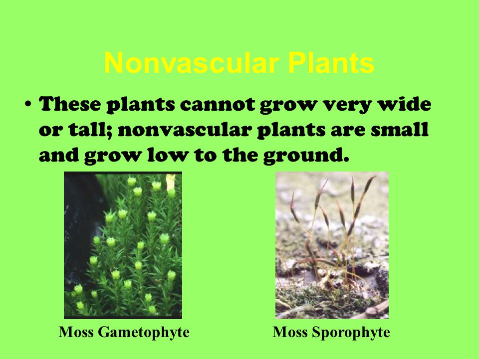 Nonvascular Plants These plants cannot grow very wide or tall; nonvascular plants are small and grow low to the ground.