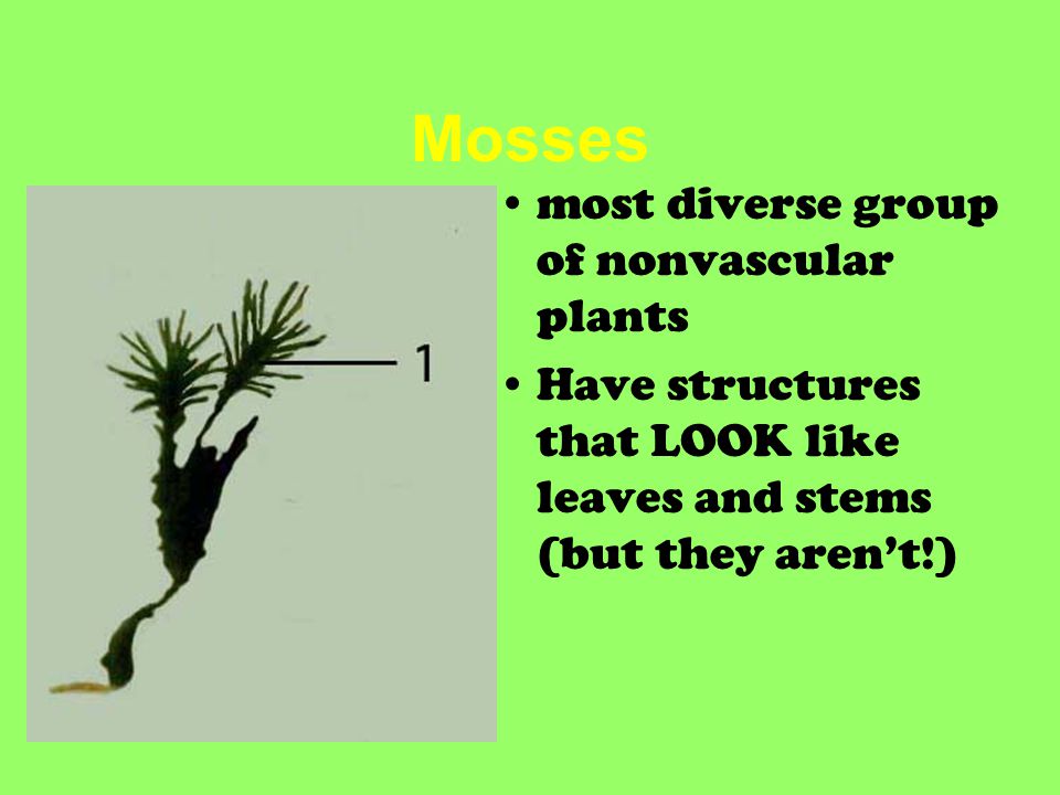 Mosses most diverse group of nonvascular plants