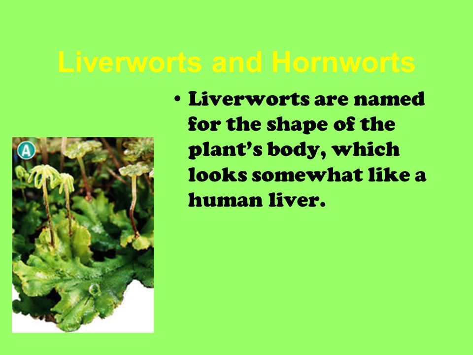 Liverworts and Hornworts