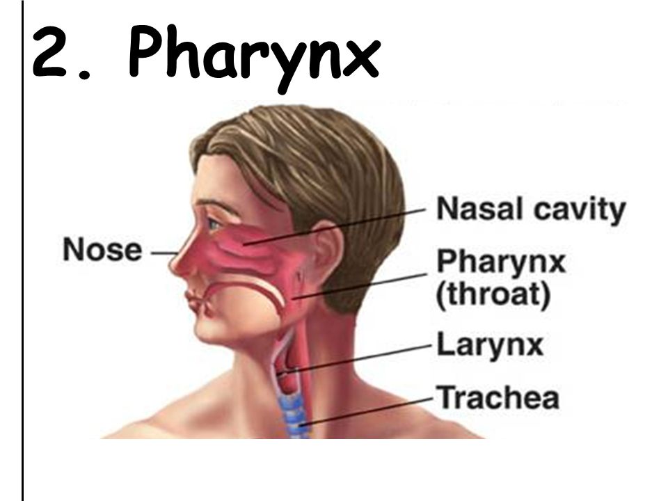 2. Pharynx