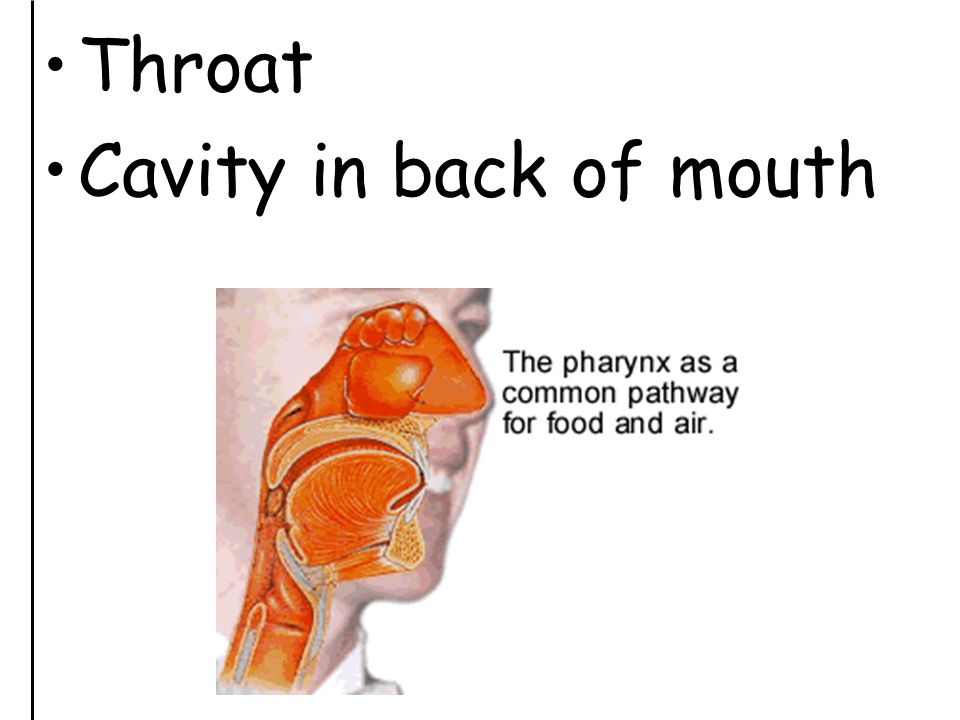 Throat Cavity in back of mouth