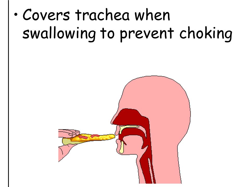 Covers trachea when swallowing to prevent choking