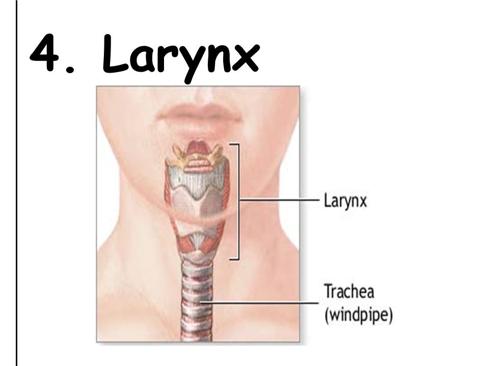 4. Larynx