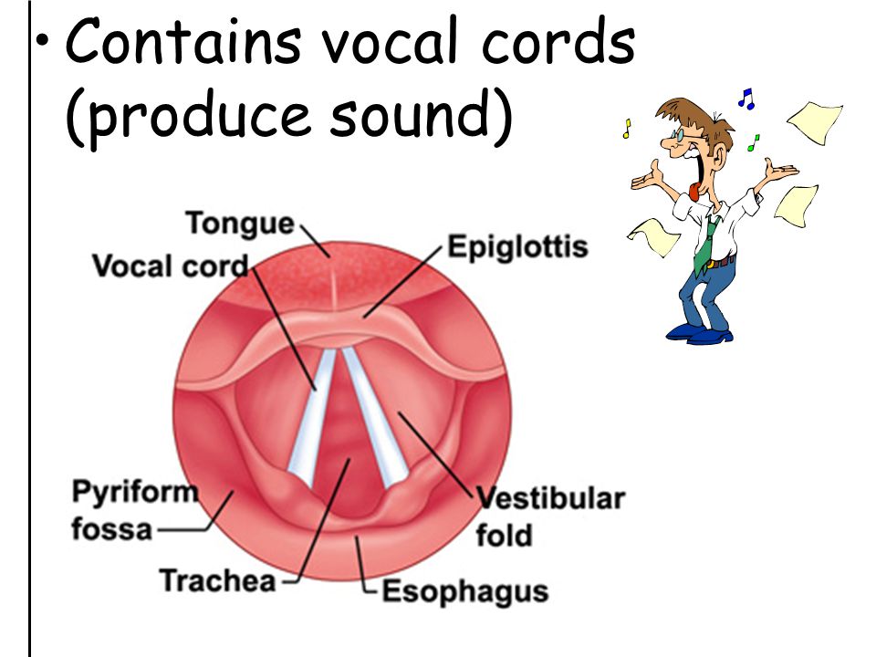 Contains vocal cords (produce sound)