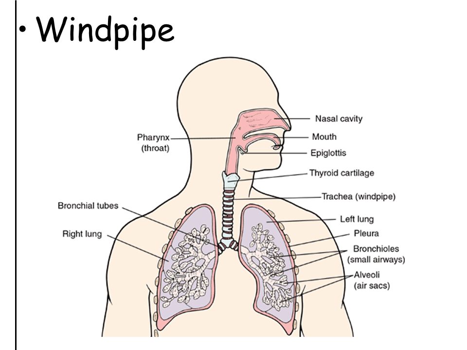 Windpipe