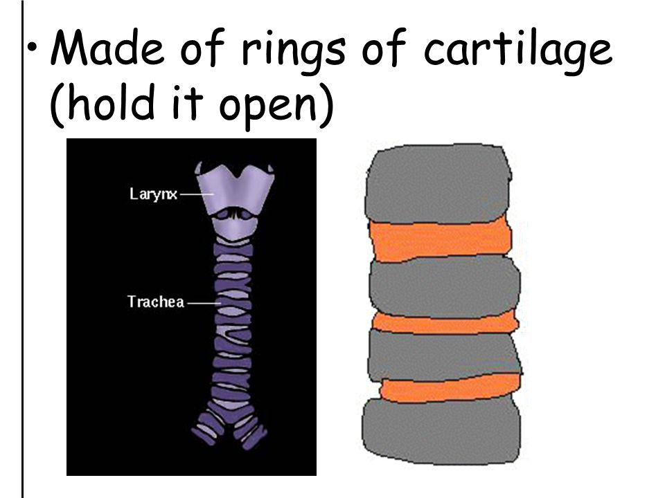 Made of rings of cartilage (hold it open)
