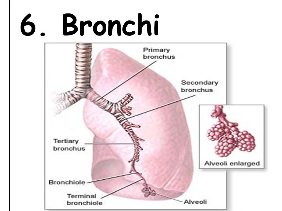 6. Bronchi