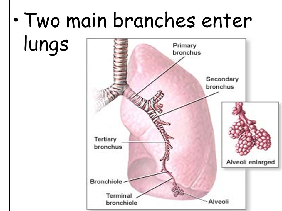 Two main branches enter lungs
