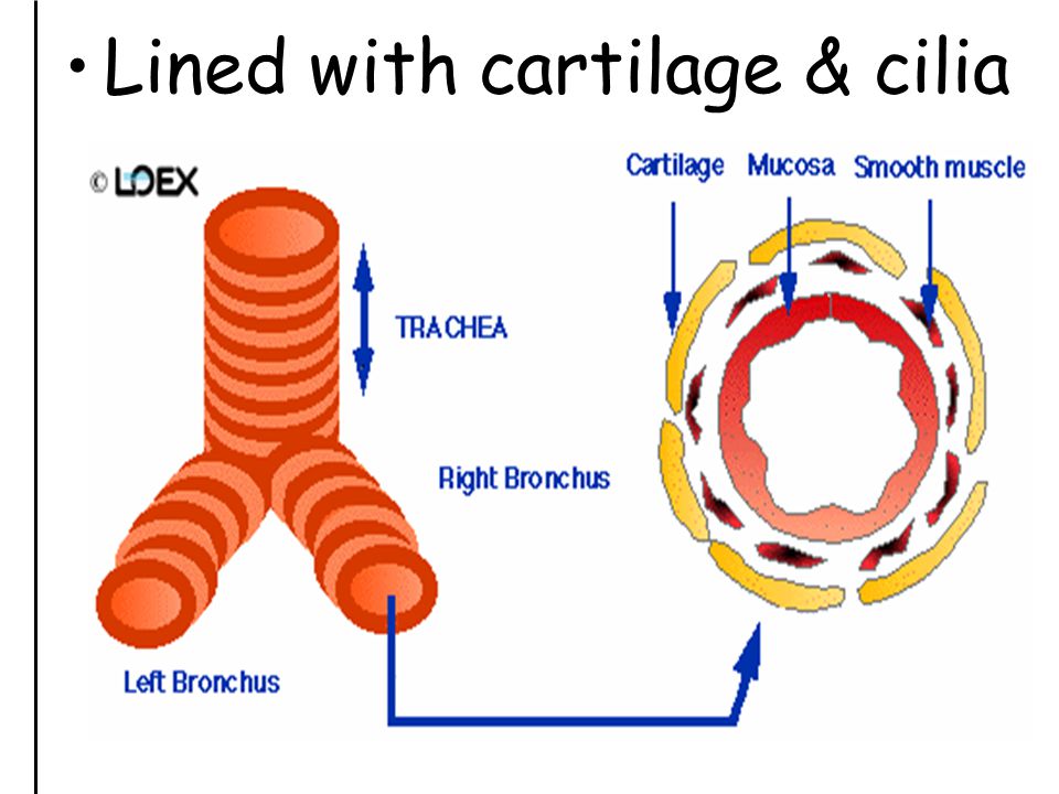 Lined with cartilage & cilia