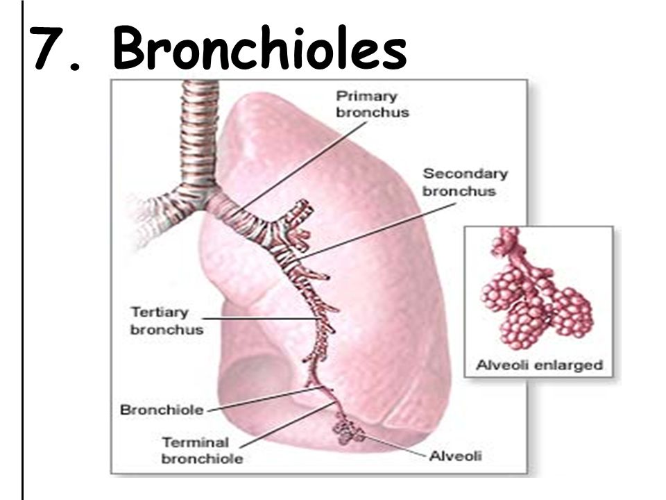 7. Bronchioles