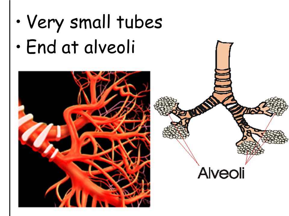 Very small tubes End at alveoli