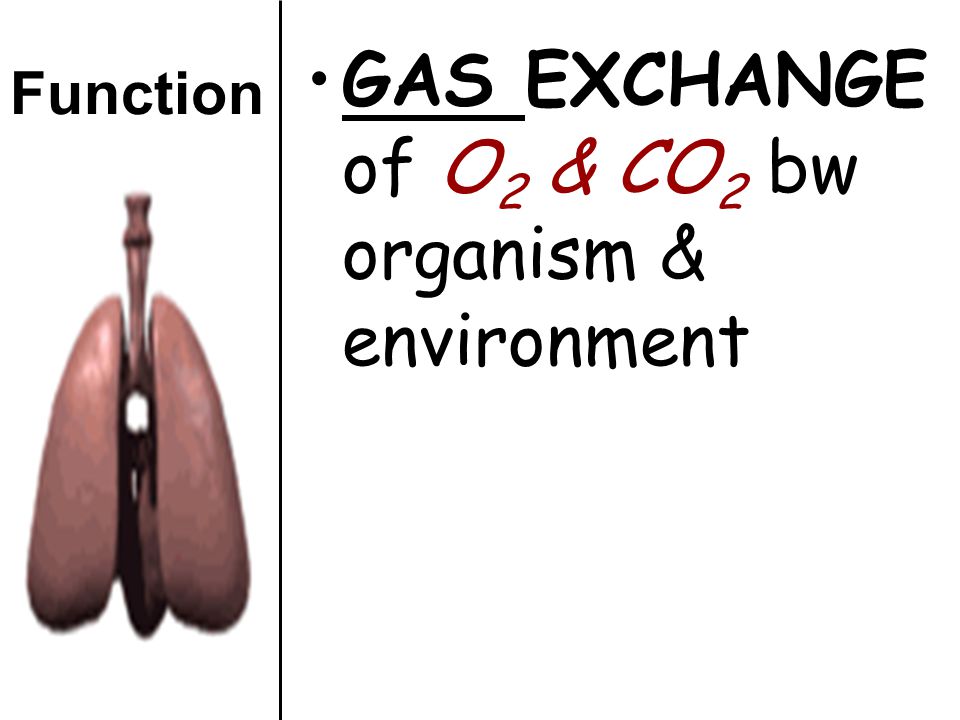 GAS EXCHANGE of O2 & CO2 bw organism & environment