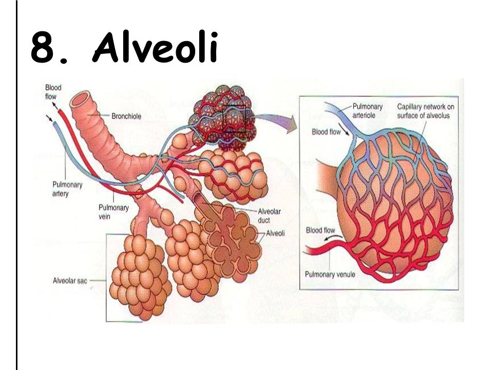8. Alveoli