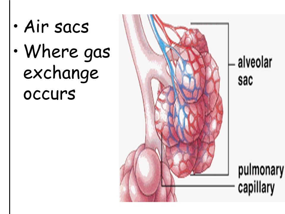 Air sacs Where gas exchange occurs