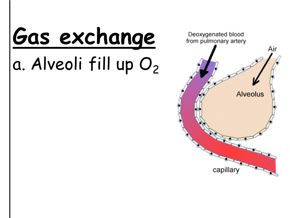Gas exchange a. Alveoli fill up O2