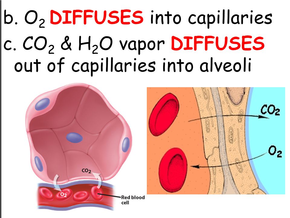 b. O2 DIFFUSES into capillaries