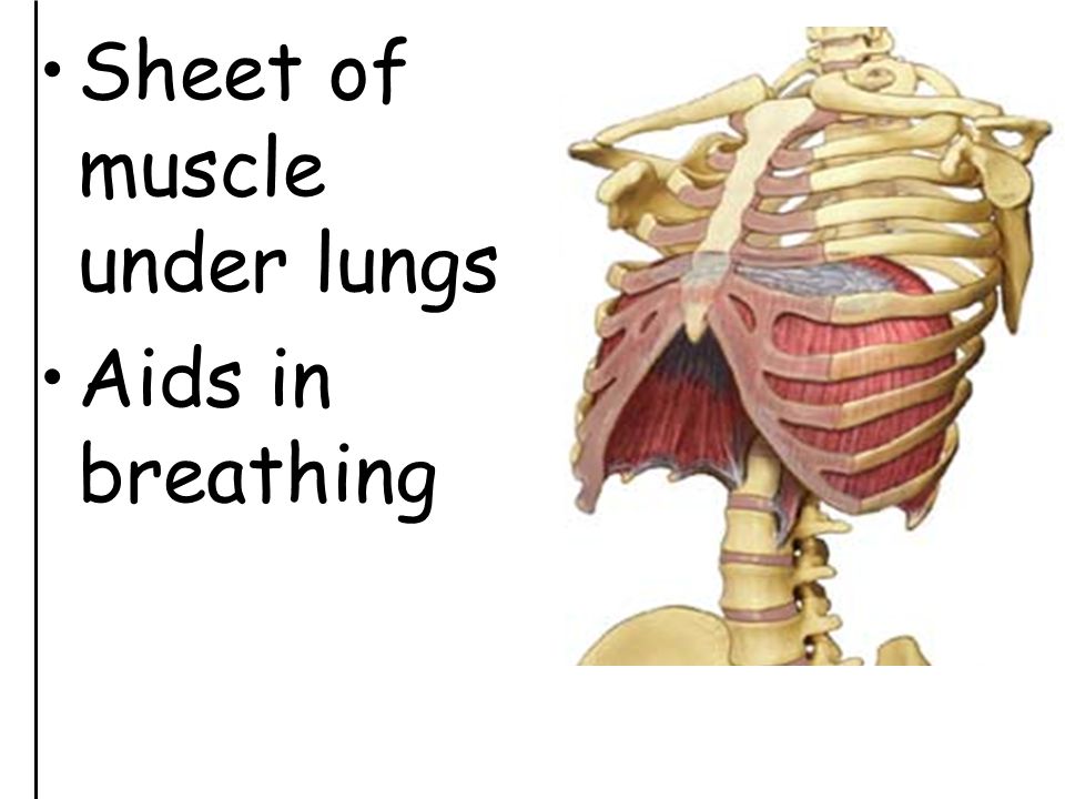 Sheet of muscle under lungs