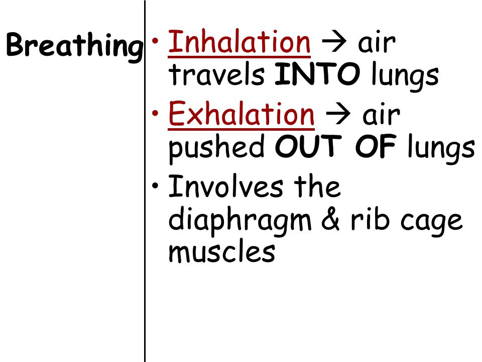 Breathing Inhalation  air travels INTO lungs. Exhalation  air pushed OUT OF lungs.