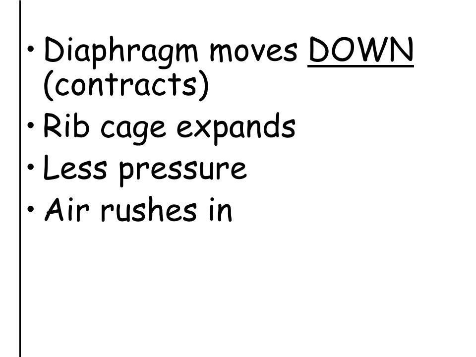 Diaphragm moves DOWN (contracts)