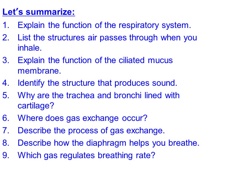 Let’s summarize: Explain the function of the respiratory system.